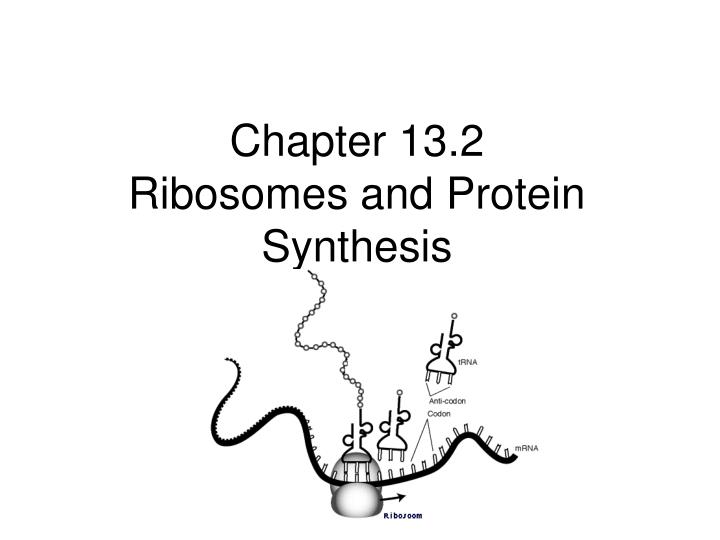 chapter 13 2 ribosomes and protein synthesis