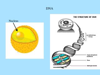 DNA