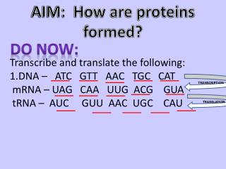 AIM: How are proteins formed?