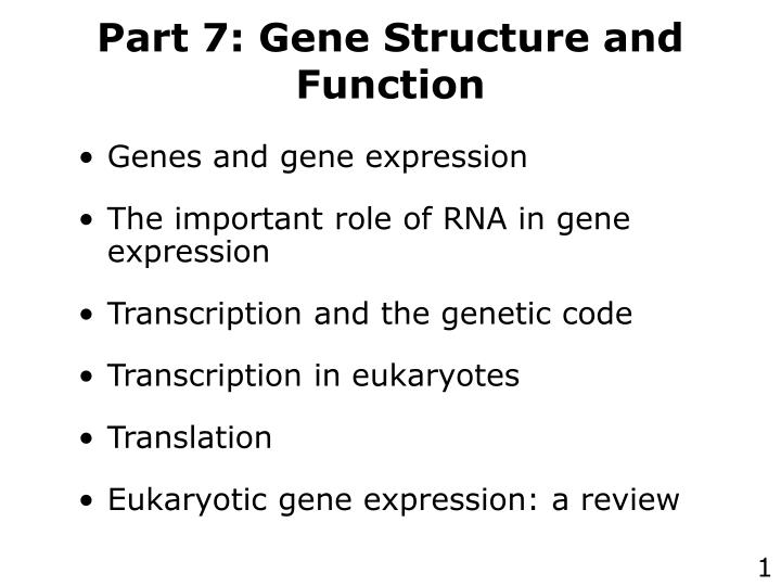part 7 gene structure and function