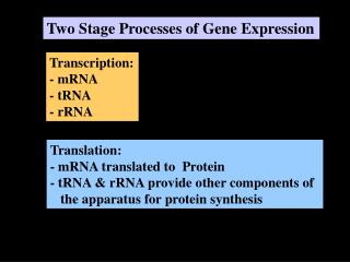 Two Stage Processes of Gene Expression