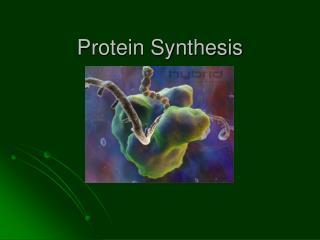 Protein Synthesis