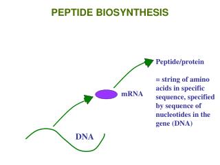 PEPTIDE BIOSYNTHESIS