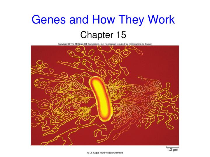 genes and how they work