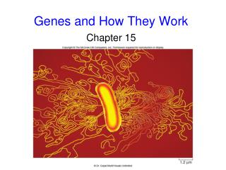 Genes and How They Work
