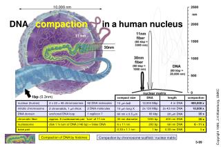 DNA compaction in a human nucleus