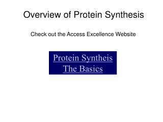 Protein Syntheis The Basics