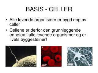 basis celler