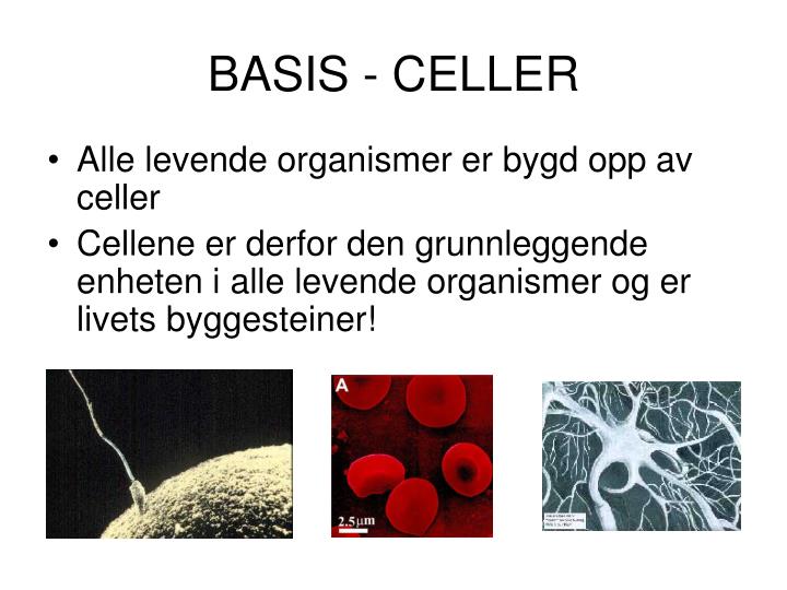 basis celler