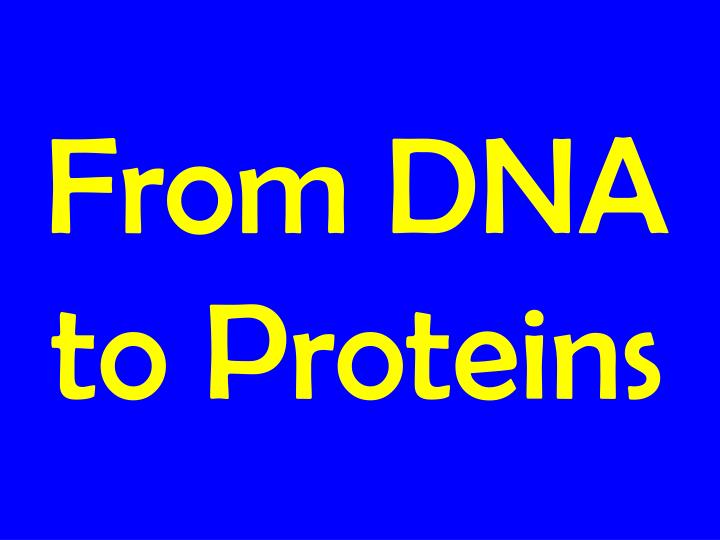 from dna to proteins