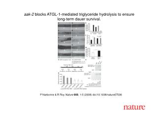 P Narbonne &amp; R Roy Nature 000 , 1-5 (2008) doi:10.1038/nature07 536