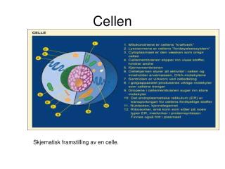 cellen