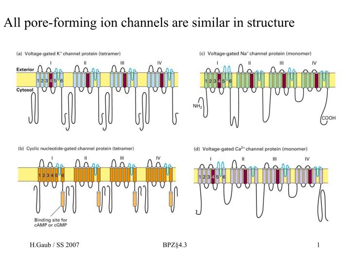 all pore forming ion channels are similar in structure