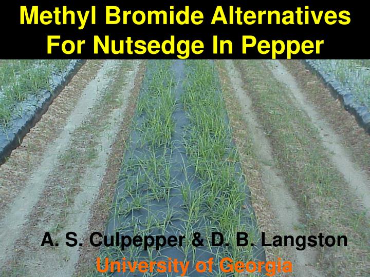 methyl bromide alternatives for nutsedge in pepper