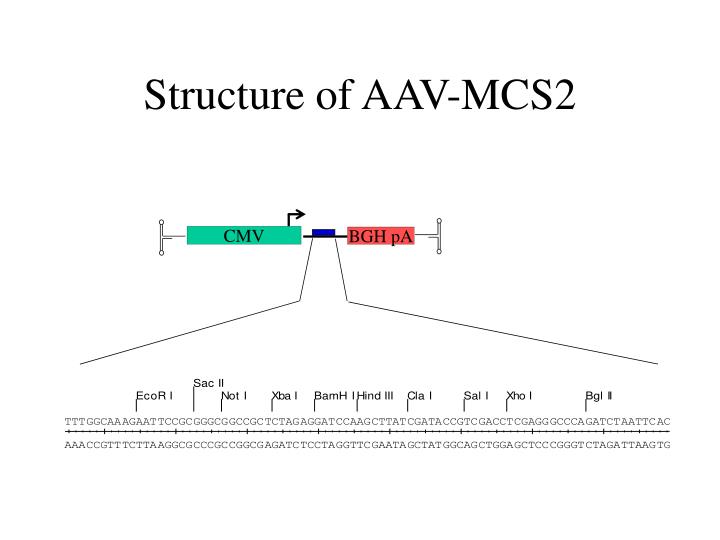 structure of aav mcs2