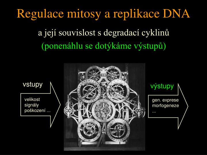regulace mitosy a replikace dna
