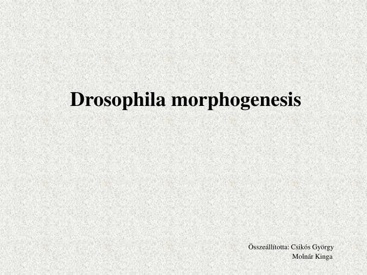 drosophila morphogenesis