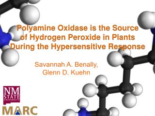Polyamine Oxidase is the Source of Hydrogen Peroxide in Plants During the Hypersensitive Response
