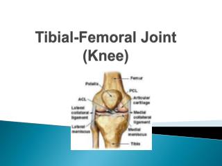 Tibial -Femoral Joint (Knee)