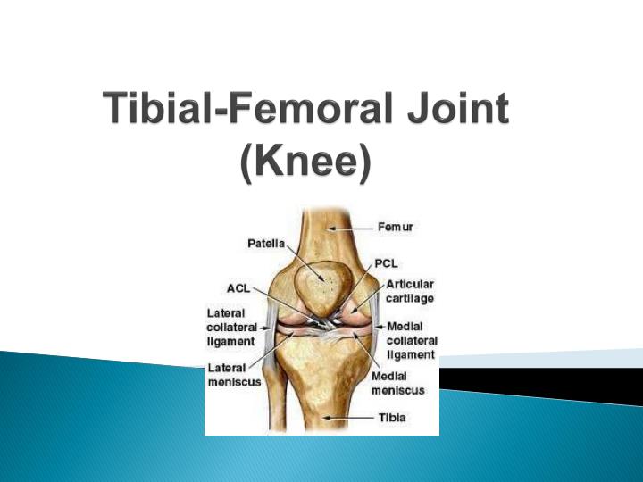 tibial femoral joint knee
