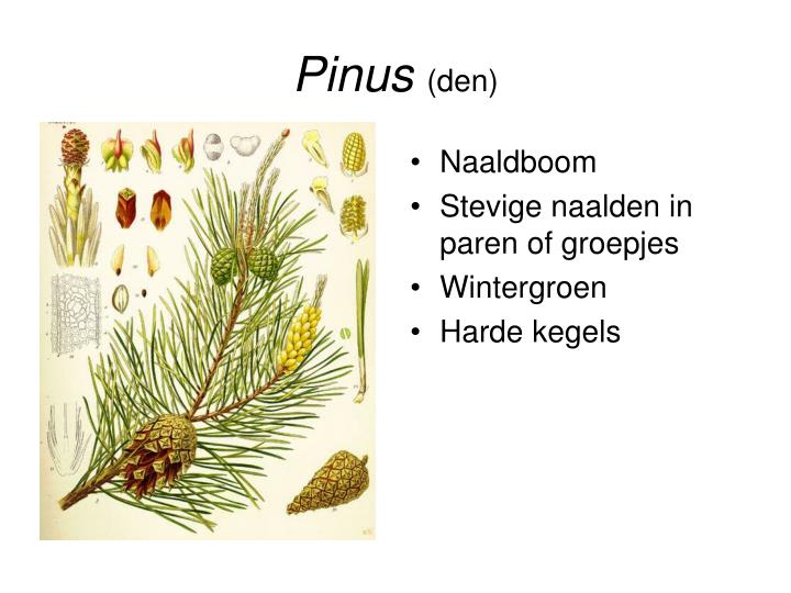 pinus den