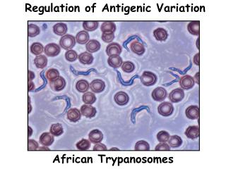 African Trypanosomes