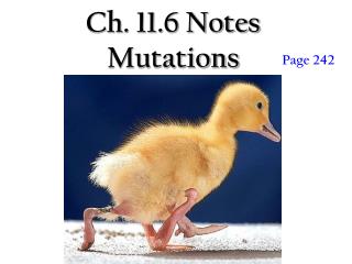 Ch. 11.6 Notes Mutations