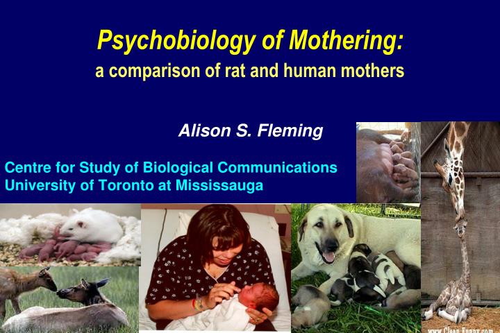 psychobiology of mothering