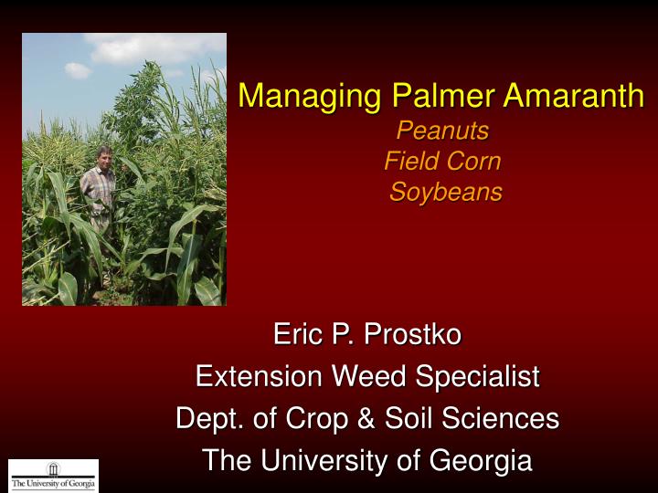 managing palmer amaranth peanuts field corn soybeans