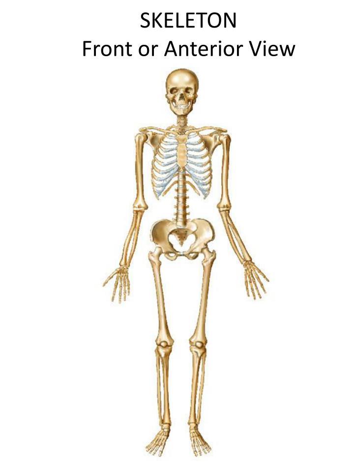skeleton front or anterior view