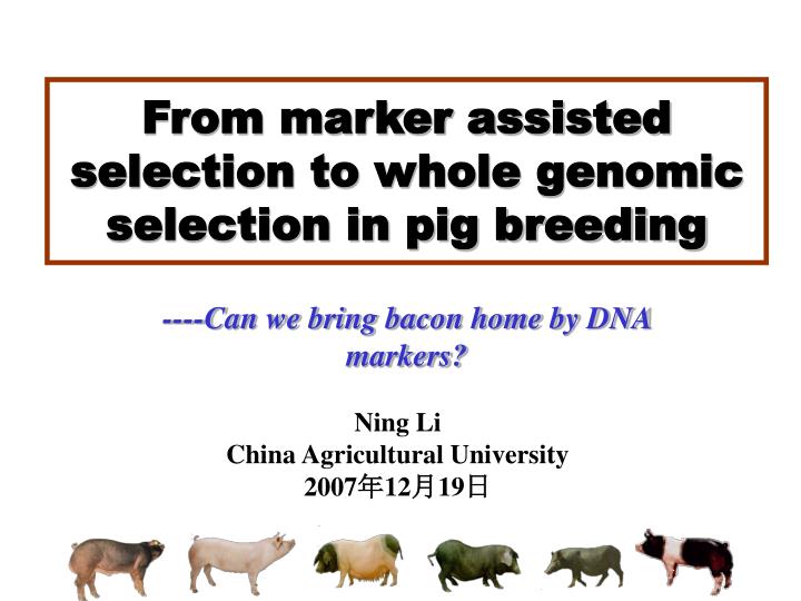 from marker assisted selection to whole genomic selection in pig breeding