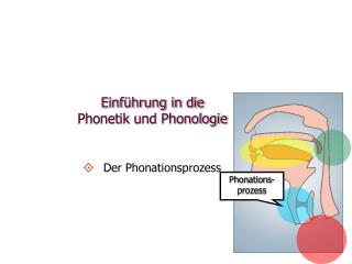 einf hrung in die phonetik und phonologie