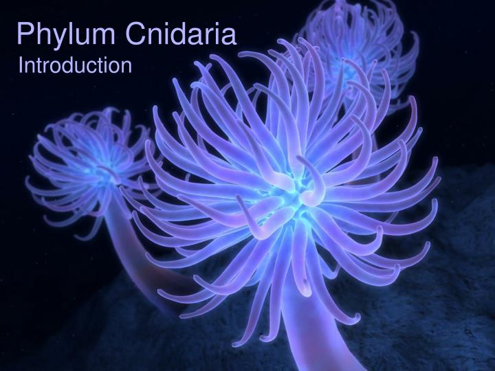 phylum cnidaria