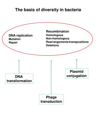 The basis of diversity in bacteria