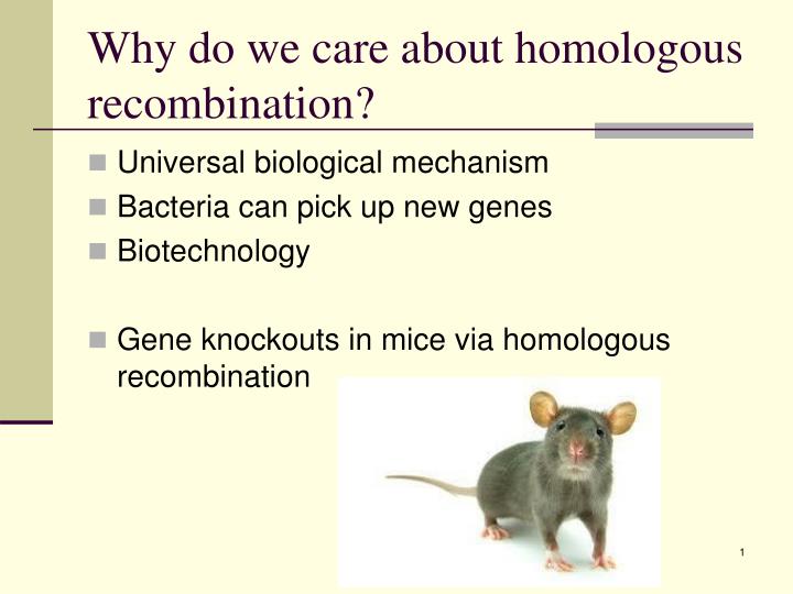 why do we care about homologous recombination