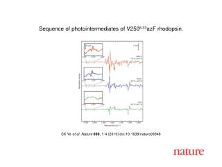 SX Ye et al. Nature 000 , 1-4 (2010) doi:10.1038/nature08948