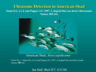 Ultrasonic Detection in American Shad