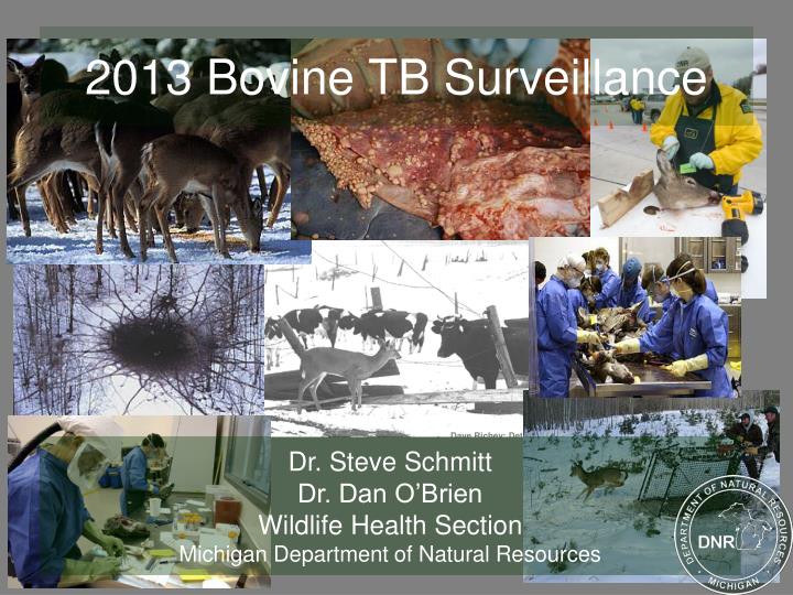2013 bovine tb surveillance