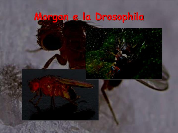 morgan e la drosophila