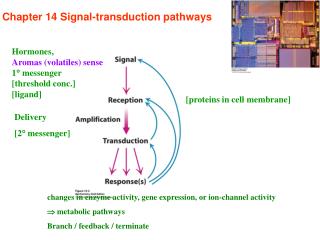 Chapter 14 Signal-transduction pathways