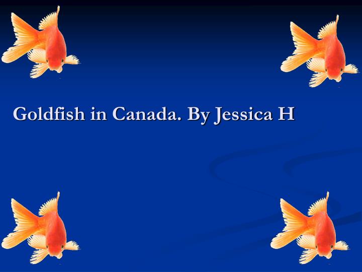 goldfish in canada by jessica h