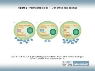 Figure 3 Hypothetical role of FTO in amino-acid sensing