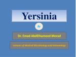Yersinia - slide 1