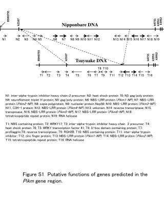 Nipponbare DNA