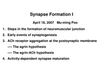 Synapse Formation I April 18, 2007 Mu-ming Poo Steps in the formation of neuromuscular junction