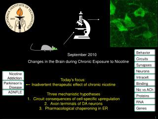 Changes in the Brain during Chronic Exposure to Nicotine