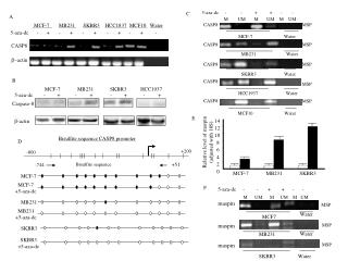 Caspase-8