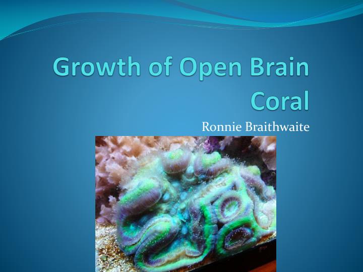 growth of open brain coral