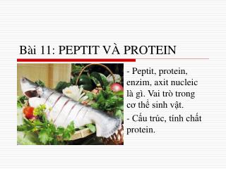 b i 11 peptit v protein