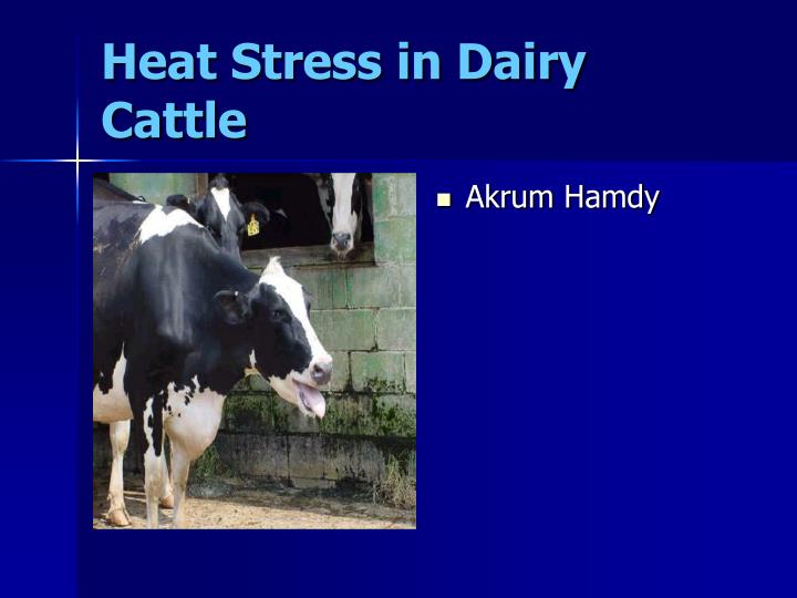 heat stress in dairy cattle